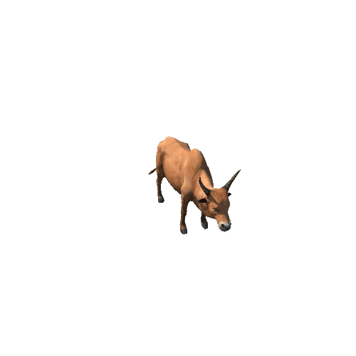 Cow_Indian_SV_IP_HP 1